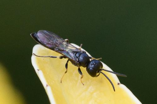 Passaloecus sp.