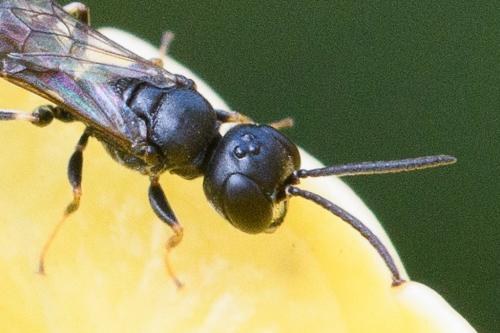 Passaloecus sp.