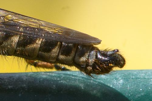 Réf. 262 920 : Machimus cyanopus