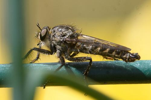 Machimus cyanopus