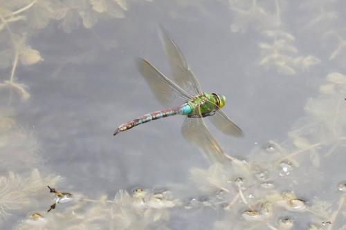 Anax imperator