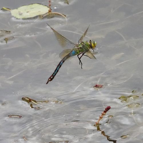 Anax imperator