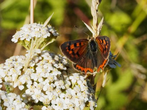Lycaena phlaeas