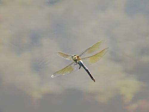 Réf. 262 761 : Anax imperator