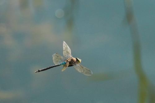 Anax parthenope