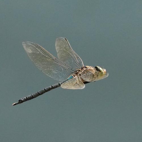 Anax parthenope