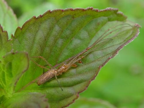 Réf. 262 137 : Tetragnatha sp.