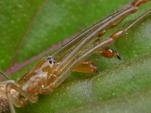 Tetragnatha sp.