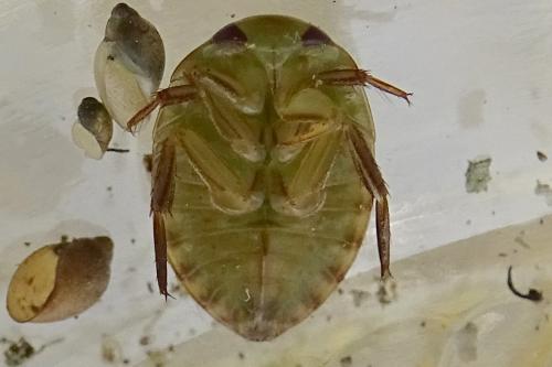 Réf. 262 119 : Ilyocoris cimicoides
