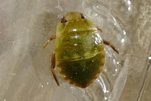 Réf. 262 118 : Ilyocoris cimicoides