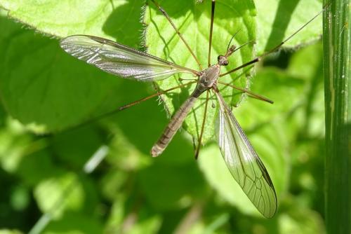 Tipula oleracea