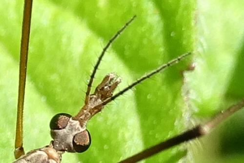 Réf. 262 753 : Tipula oleracea