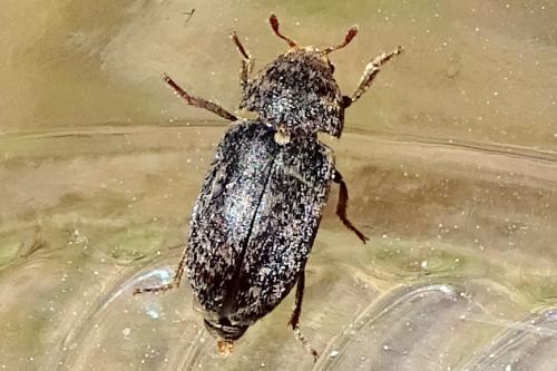 Dermestes sp.