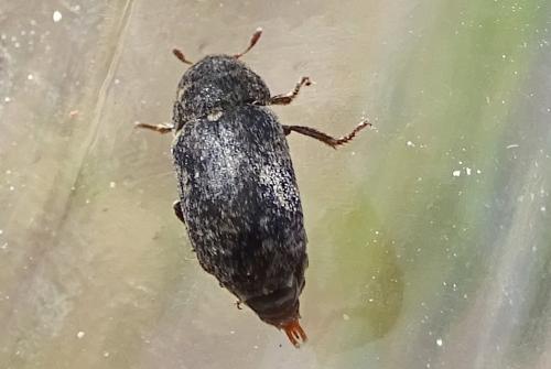 Dermestes sp.