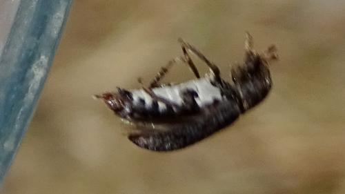 Dermestes sp.
