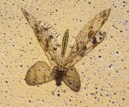 Réf. 262 488 : Palpares libelluloides