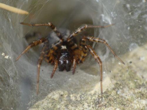 Réf. 262 282 : Textrix denticulata