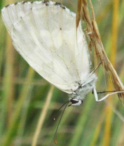 Melanargia galathea