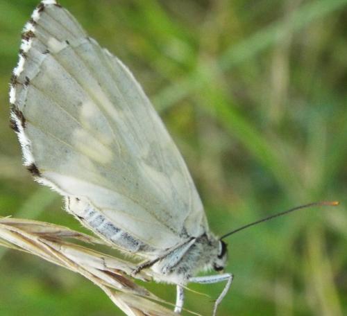 Melanargia galathea