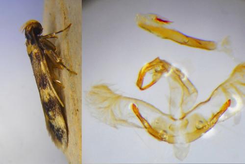 Réf. 262 196 : Oegoconia caradjai