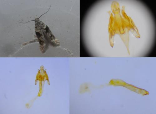 Réf. 262 221 : Caryocolum proximum