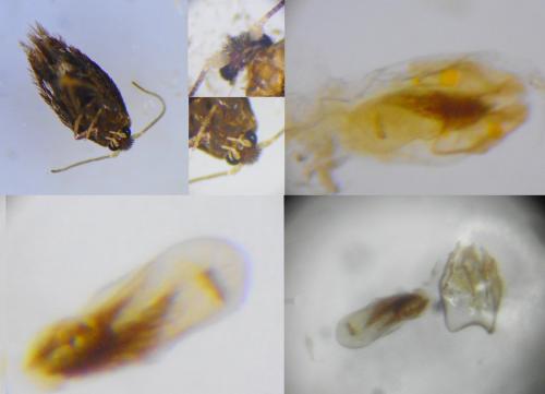 Réf. 262 572 : Stigmella atricapitella