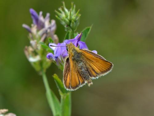 Réf. 262 476 : Thymelicus lineola