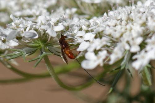 Réf. 262 547 : Agathidinae inconnu