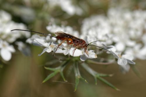 Réf. 262 549 : Agathidinae inconnu