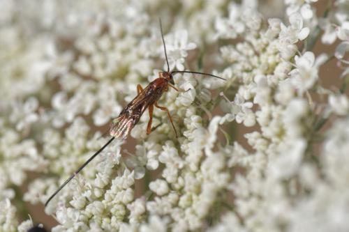 Réf. 262 550 : Agathidinae inconnu