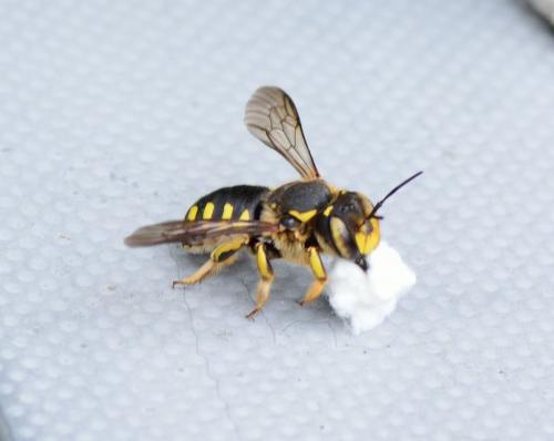 Anthidium florentinum