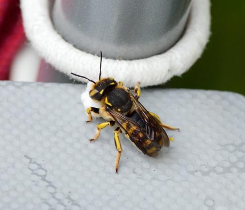 Anthidium florentinum