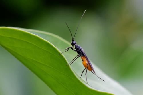 Doryctes leucogaster
