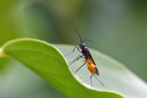 Doryctes leucogaster