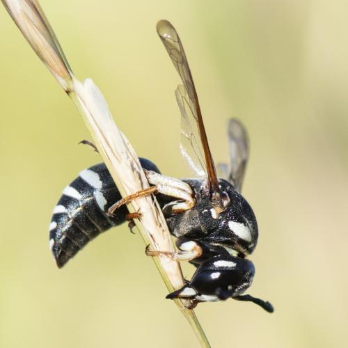 Réf. 262 563 : Cephalochilus labiatus hispanicus