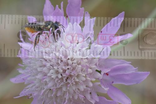 Megachile centuncularis