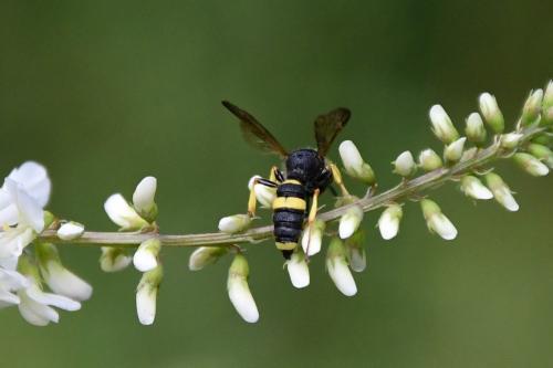 Cerceris rybyensis