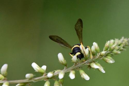 Cerceris rybyensis