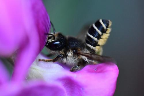 Megachile ericetorum