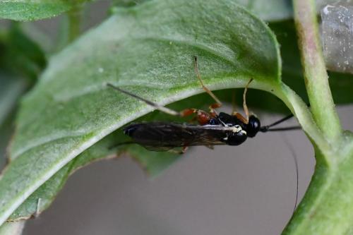Diplazontinae