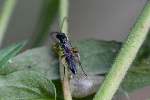 Diplazontinae