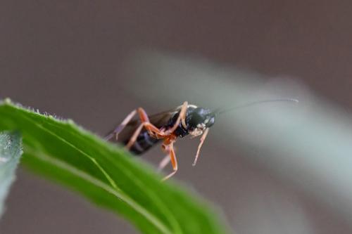 Réf. 262 672 : Diplazontinae inconnu