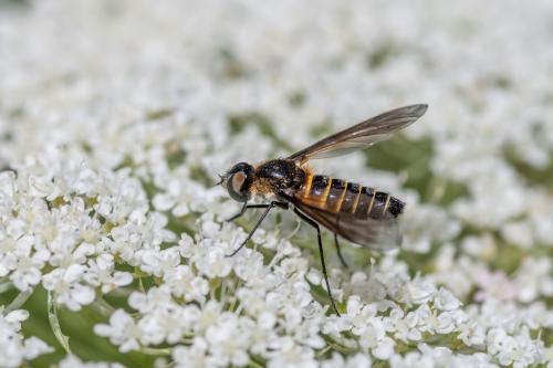 Réf. 262 487 : Lomatia lateralis