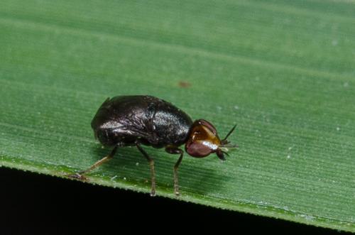 Réf. 262 040 : Camarota curvipennis