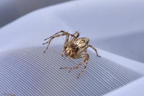 Oxyopes heterophthalmus