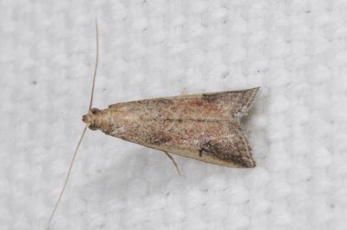 Metallostichodes nigrocyanella