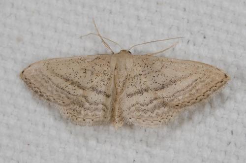Idaea mediaria
