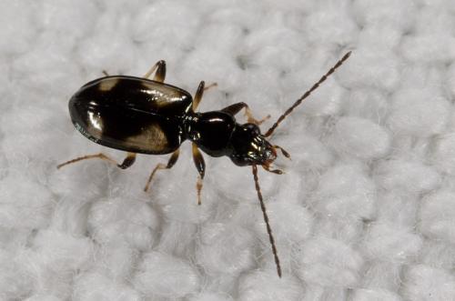 Réf. 262 506 : Bembidion genei hispaniae