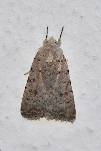 Réf. 262 378 : Caradrina clavipalpis