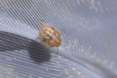 Staria lunata